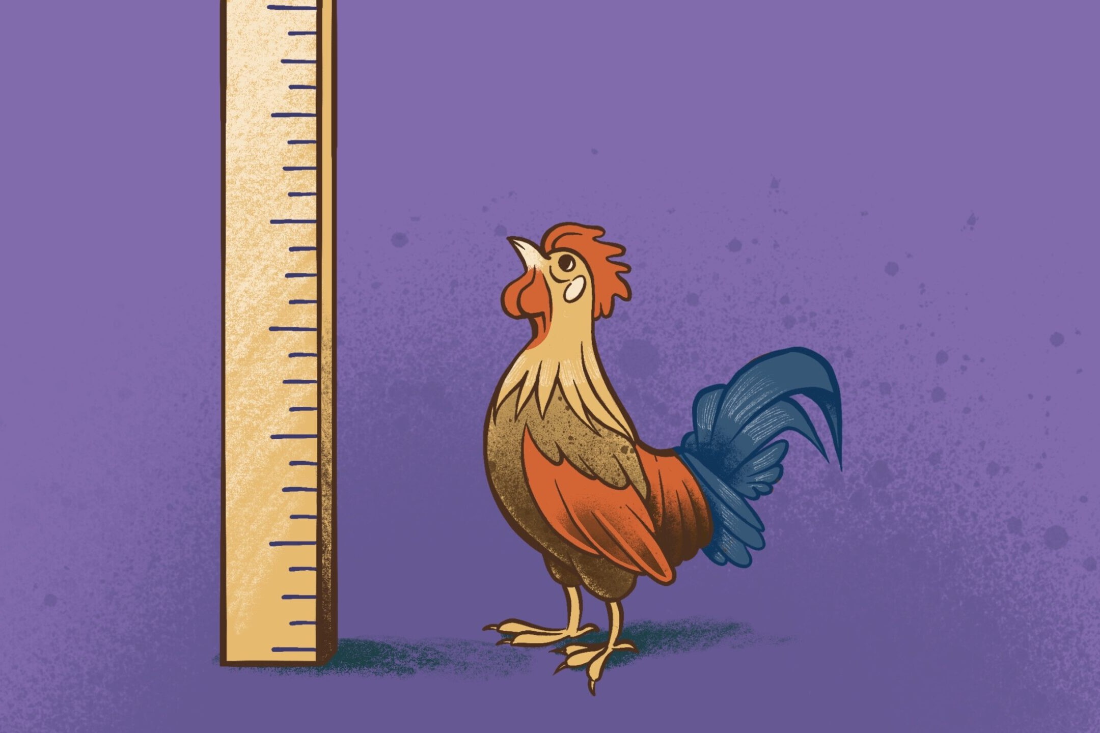 Rooster viewing ruler